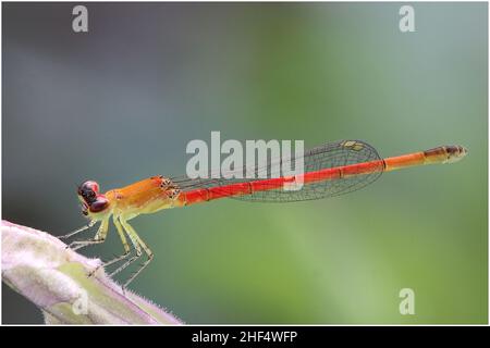 Libellen im Park in Ho Chi Minh City Stockfoto