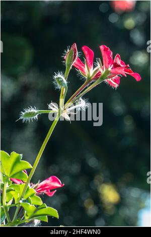 Schöne Wildblumen im Park von Ho Chi Minh City, Vietnam Stockfoto