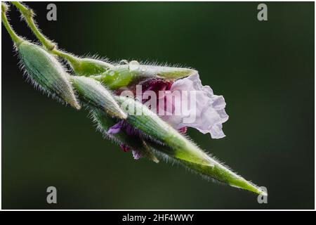 Schöne Wildblumen im Park von Ho Chi Minh City, Vietnam Stockfoto
