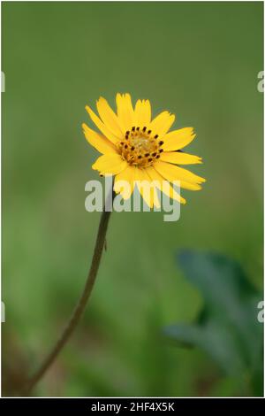 Schöne Wildblumen im Park von Ho Chi Minh City, Vietnam Stockfoto