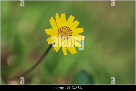 Schöne Wildblumen im Park von Ho Chi Minh City, Vietnam Stockfoto