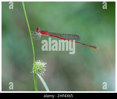 Libellen im Park in Ho Chi Minh City Stockfoto