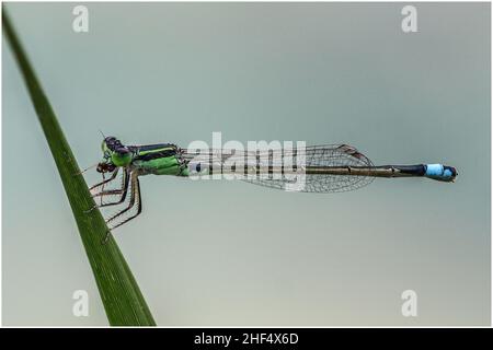 Libellen im Park in Ho Chi Minh City Stockfoto