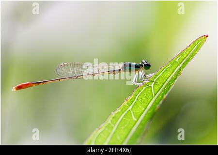 Libellen im Park in Ho Chi Minh City Stockfoto