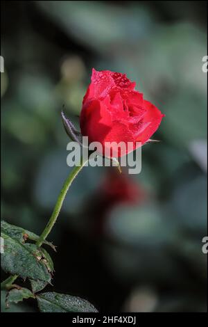 Schöne Wildblumen im Park von Ho Chi Minh City, Vietnam Stockfoto