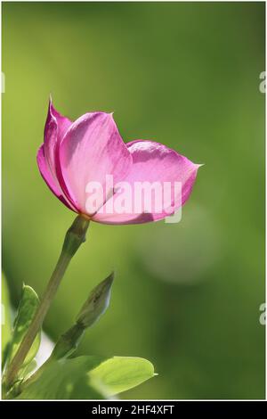 Schöne Wildblumen im Park von Ho Chi Minh City, Vietnam Stockfoto
