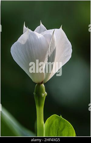 Schöne Wildblumen im Park von Ho Chi Minh City, Vietnam Stockfoto