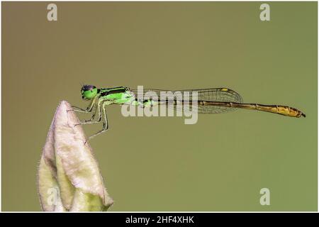 Libellen im Park in Ho Chi Minh City Stockfoto