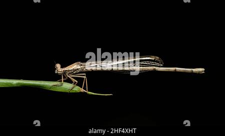 Libellen im Park in Ho Chi Minh City Stockfoto