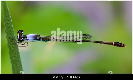 Libellen im Park in Ho Chi Minh City Stockfoto