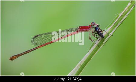 Libellen im Park in Ho Chi Minh City Stockfoto
