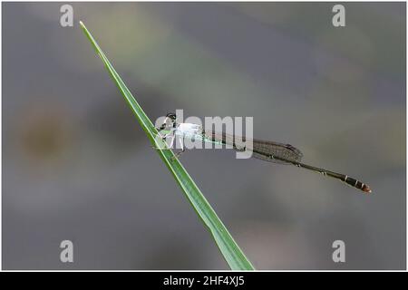 Libellen im Park in Ho Chi Minh City Stockfoto
