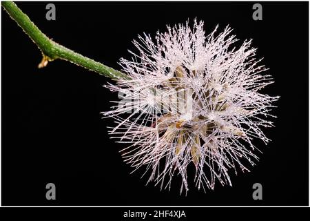 Schöne Wildblumen im Park von Ho Chi Minh City, Vietnam Stockfoto