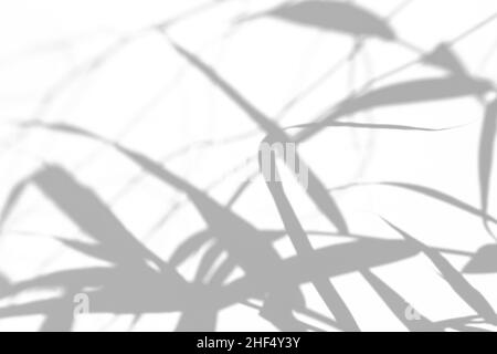 Graue Schatten von Blumen und Gras an der weißen Wand Stockfoto