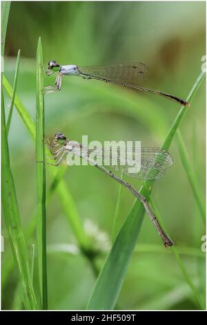 Libellen im Park in Ho Chi Minh City Stockfoto