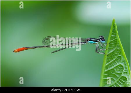 Libellen im Park in Ho Chi Minh City Stockfoto