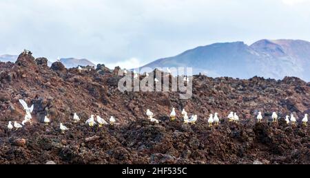 Möwen sitzen auf vulkanischen Steinen und beobachten das Meer Stockfoto