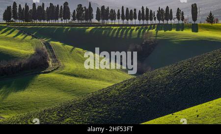 Typische toskanische Hügellandschaft in der Nähe von Lajatico, Pisa, Italien, fotografiert gegen das Licht Stockfoto