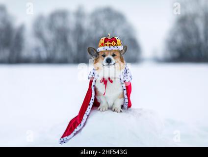 Porträt eines charmanten Corgi-Hundes in königlicher Krone und rotem Mantel Stockfoto