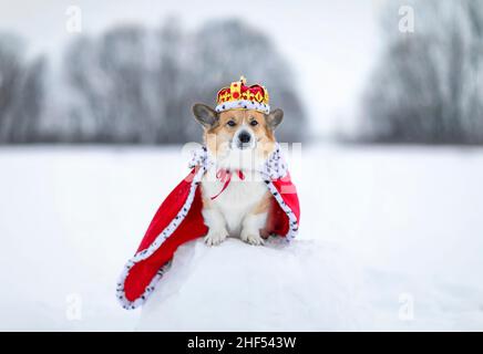 Porträt eines charmanten Corgi-Hundes in königlicher Krone und rotem Mantel Stockfoto