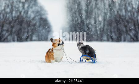 Pelzige Freunde Hund Corgi trägt eine gestreifte Katze auf einem Schlitten im Winter Park Stockfoto