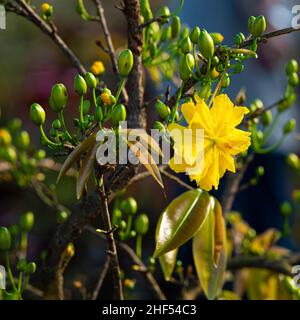 Ochna integerrima, Frühlingsmanifestation von Vietnam Stockfoto