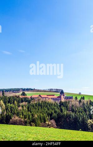 Schöne Bäume im wilden Wald Stockfoto