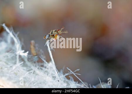 Trichogramma-Parasitoide werden weltweit erfolgreich zur biologischen Bekämpfung einer Vielzahl von Lepidopteran-Schädlingen eingesetzt. Stockfoto