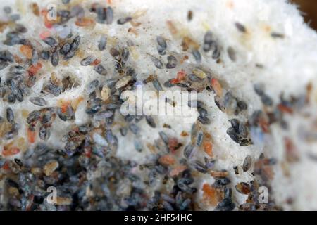 Trichogramma-Parasitoide werden weltweit erfolgreich zur biologischen Bekämpfung einer Vielzahl von Lepidopteran-Schädlingen eingesetzt. Stockfoto