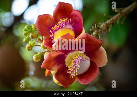 Die heilige Blume des Cannonball-Baumes im buddhismus wird mit dem Leben von Buddha Shakyamuni assoziiert Stockfoto