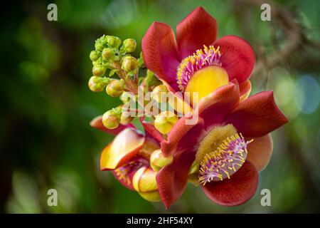 Die heilige Blume des Cannonball-Baumes im buddhismus wird mit dem Leben von Buddha Shakyamuni assoziiert Stockfoto