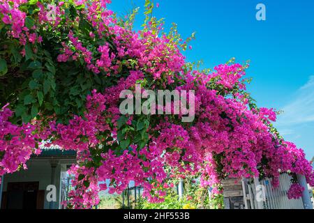 Konfetti, Gehölze, Strauch oder Baum mit Dornen Stockfoto