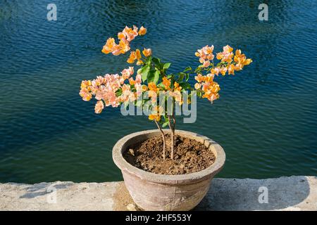 Konfetti, Gehölze, Strauch oder Baum mit Dornen Stockfoto