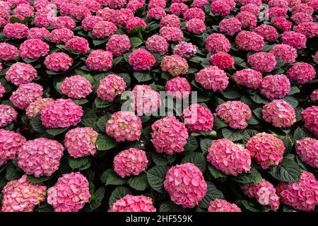 Hortensien, sehr schöne und lebendige Blumen Stockfoto