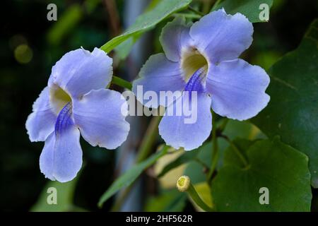 Schöne Wildblumen im Park von Ho Chi Minh City, Vietnam Stockfoto
