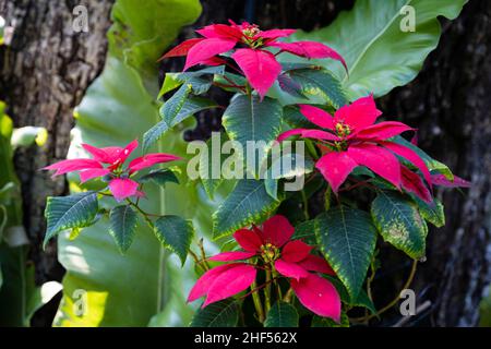 Schöne Wildblumen im Park von Ho Chi Minh City, Vietnam Stockfoto