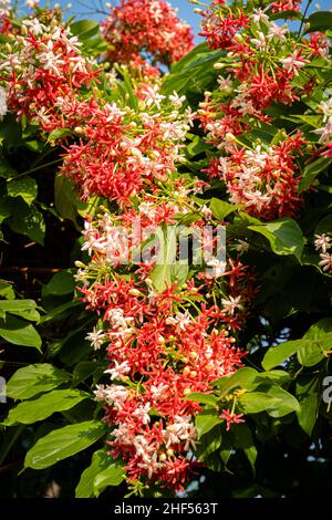 Die Blume des Prinzen, auch bekannt als der Helminth, ist ein Baum des Kletterstiels. Der Baum bringt viele bunte Blumen und sehr falsche Blüten hervor Stockfoto