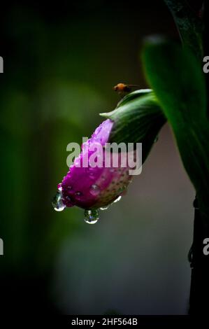 Nahaufnahme einer Füchshandschuhblume (Digitalis) mit Wassertröpfchen auf ihr vom Regen Stockfoto