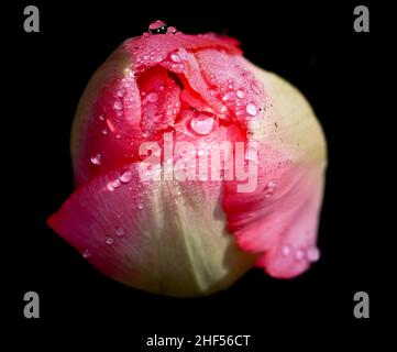 Eine rosa und cremefarbene Tulpenknospe mit Wassertropfen von Frühlingsregen auf einem schwarzen Hintergrund als Studioaufnahme Stockfoto