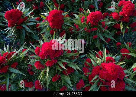 cockscomb sind interessante Zierpflanzen, ähnlich in Form und Verwendung zu Amaranth. Sie werden aufgrund ihrer hühnenkamm-ähnlichen Farbe A Cremtree genannt Stockfoto