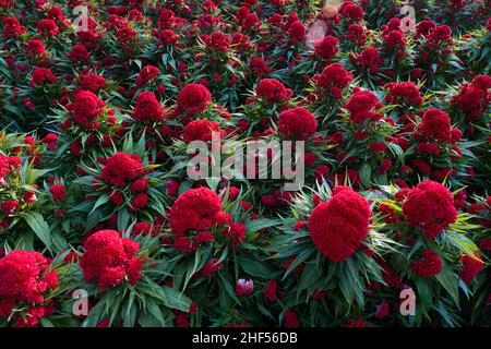 cockscomb sind interessante Zierpflanzen, ähnlich in Form und Verwendung zu Amaranth. Sie werden aufgrund ihrer hühnenkamm-ähnlichen Farbe A Cremtree genannt Stockfoto