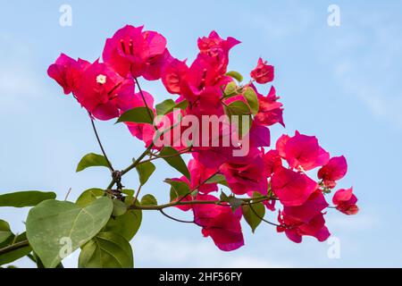 Konfetti, Gehölze, Strauch oder Baum mit Dornen Stockfoto