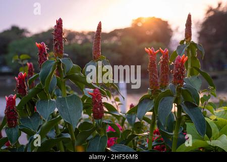 Alpinia purpurata, die Blüten sind leuchtend in Farbe und verderblich Stockfoto