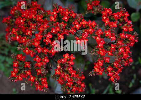 Schöne Wildblumen im Park von Ho Chi Minh City, Vietnam Stockfoto