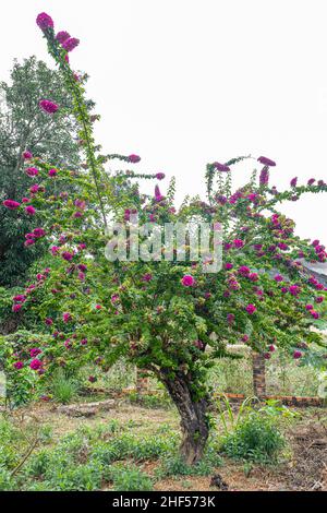 Konfetti, Gehölze, Strauch oder Baum mit Dornen Stockfoto