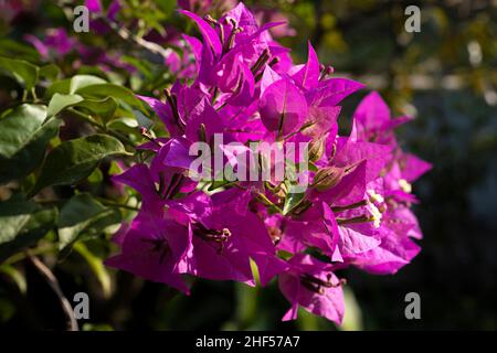 Konfetti, Gehölze, Strauch oder Baum mit Dornen Stockfoto