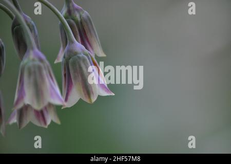 Nahaufnahme eines sizilianischen Honigknoblauchs (Nectaroscordum siculum) vor einem verschwommenen Hintergrund mit Kopierraum Stockfoto