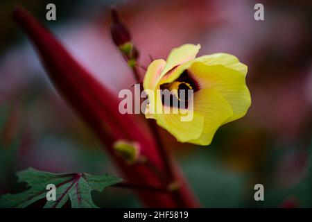 Die Blüten der Okra-Pflanze sind so schön Stockfoto