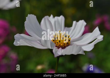 Eine einzelne, geöffnete Kosmosblume mit verschwommenem Gartenhintergrund Stockfoto