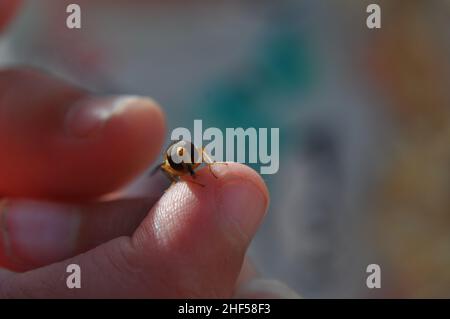 Eine Marmalade-Schwebfliege (Episyrphus balteatus), die auf dem Finger eines Kindes ruht. Auf der rechten Seite des Bildes befindet sich Platz für die Kopie Stockfoto